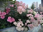 月季花玫瑰花