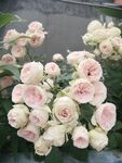 月季花 