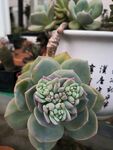 多肉植物白凤