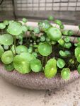 铜钱草