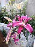 百合花