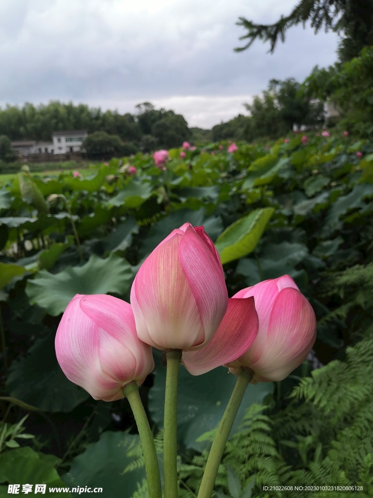 荷花