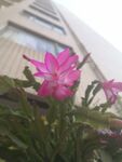 多肉植物蟹爪兰