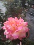 月季花玫瑰花