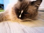 布偶猫
