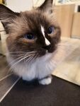 布偶猫
