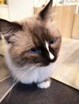 布偶猫