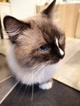 布偶猫