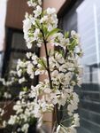 李子花
