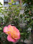 月季花