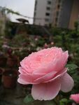 粉色月季花