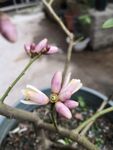 柠檬花