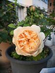黄色月季花黄金庆典