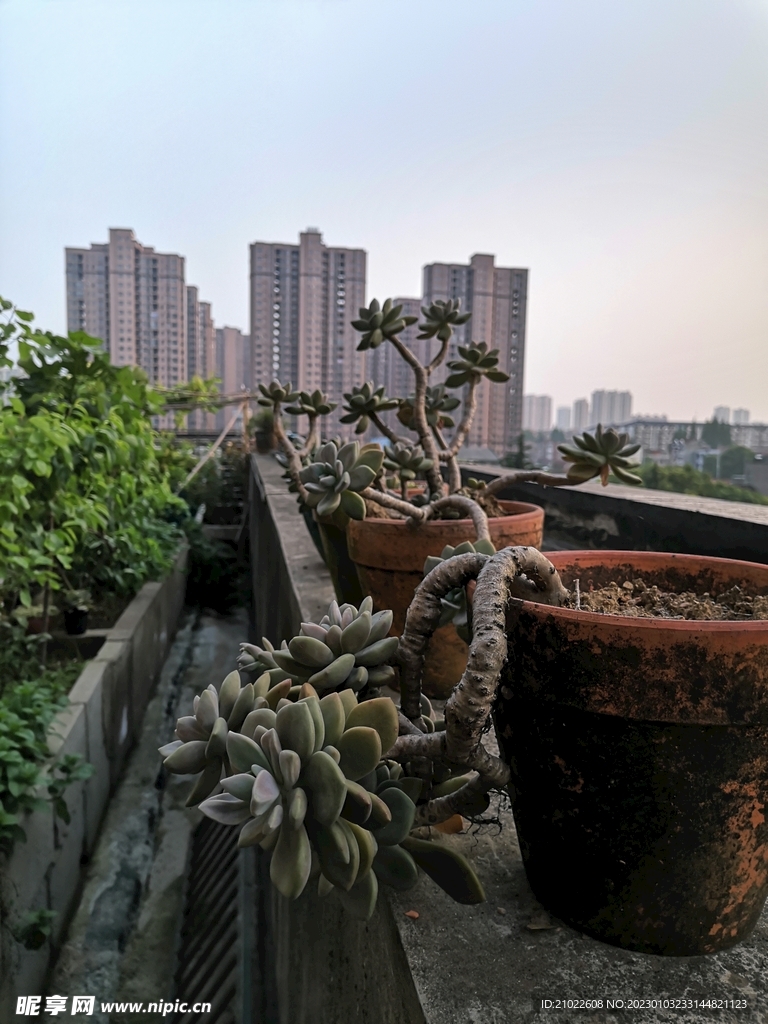 多肉植物