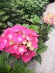 红色绣球花