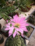 仙人球开花