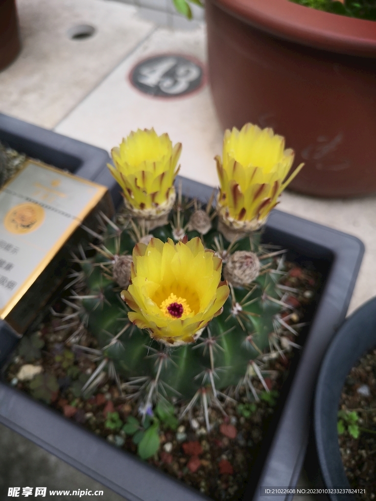 仙人球开花