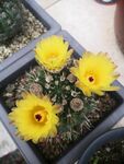 仙人球开花