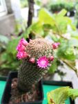 仙人球开花