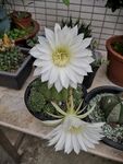 仙人球开花