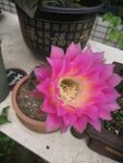 仙人球开花