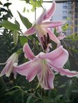 百合花