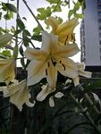 百合花