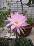 仙人球开花