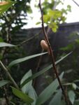蜗牛