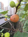 无花果