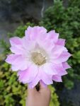 仙人球花
