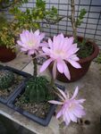 仙人球开花