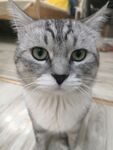 猫咪
