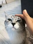 猫咪
