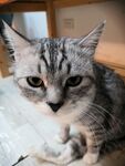 猫咪