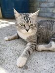 猫咪