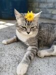 猫咪
