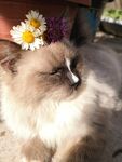 猫咪