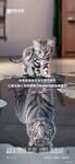 对比 猫 虎 励志日签