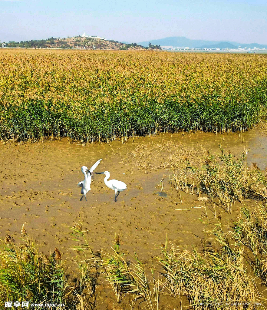 福建闽江河口湿地