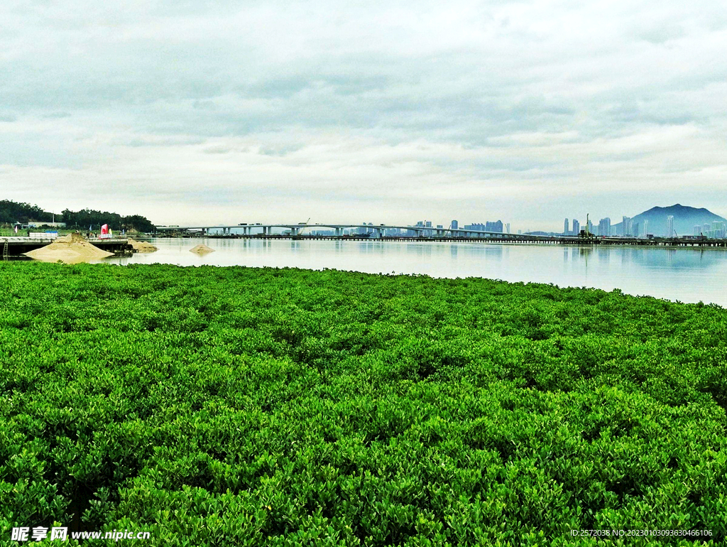 福建厦门下潭尾红树林湿地