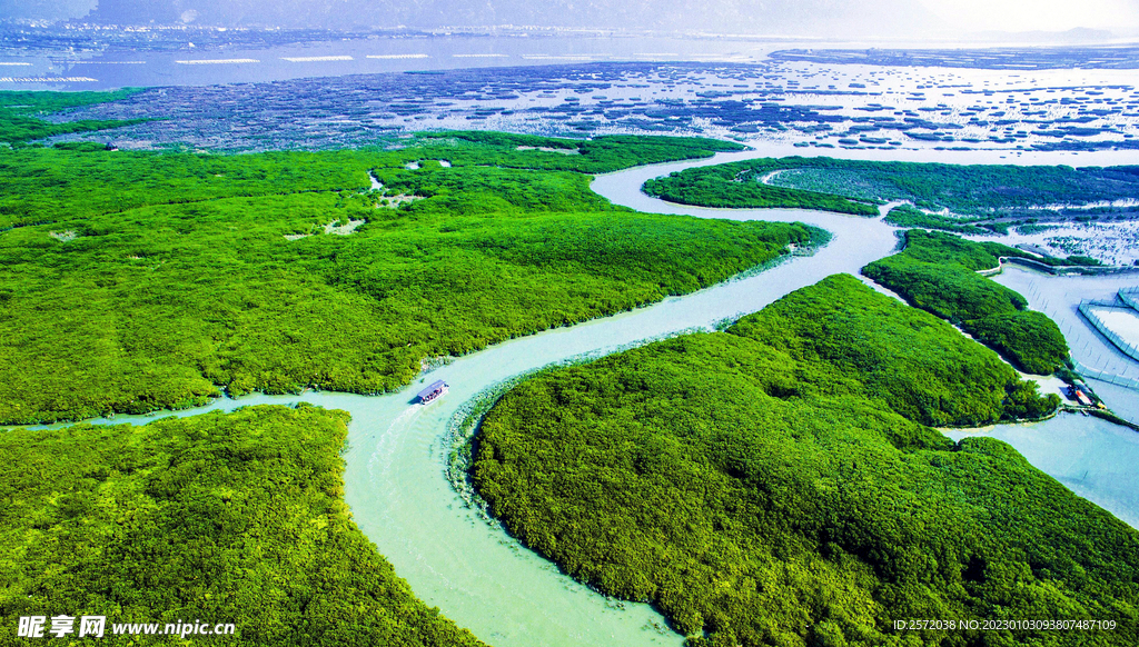 福建漳江口红树林湿地