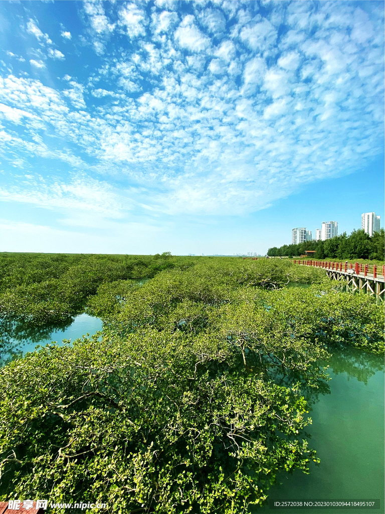 广西北海金海湾红树林