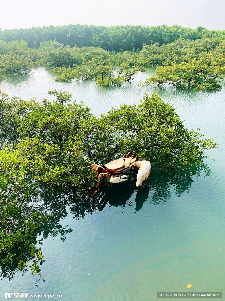 广西北海金海湾红树林