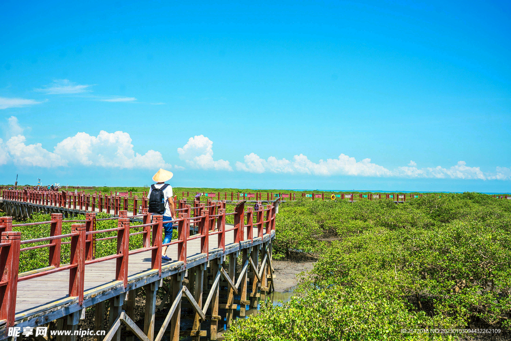 广西北海金海湾红树林