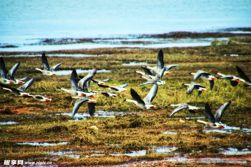 江西鄱阳湖湿地公园