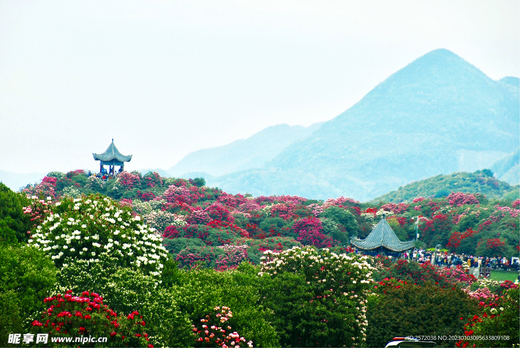 毕节百里杜鹃