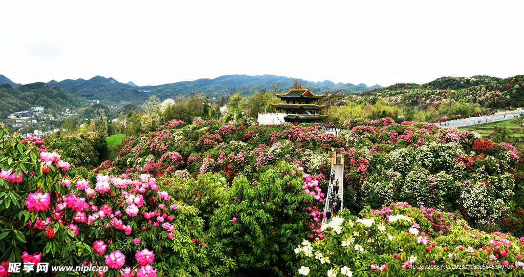 毕节百里杜鹃