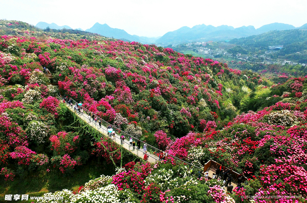 毕节百里杜鹃