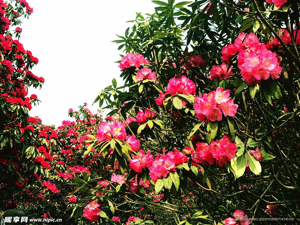 毕节百里杜鹃